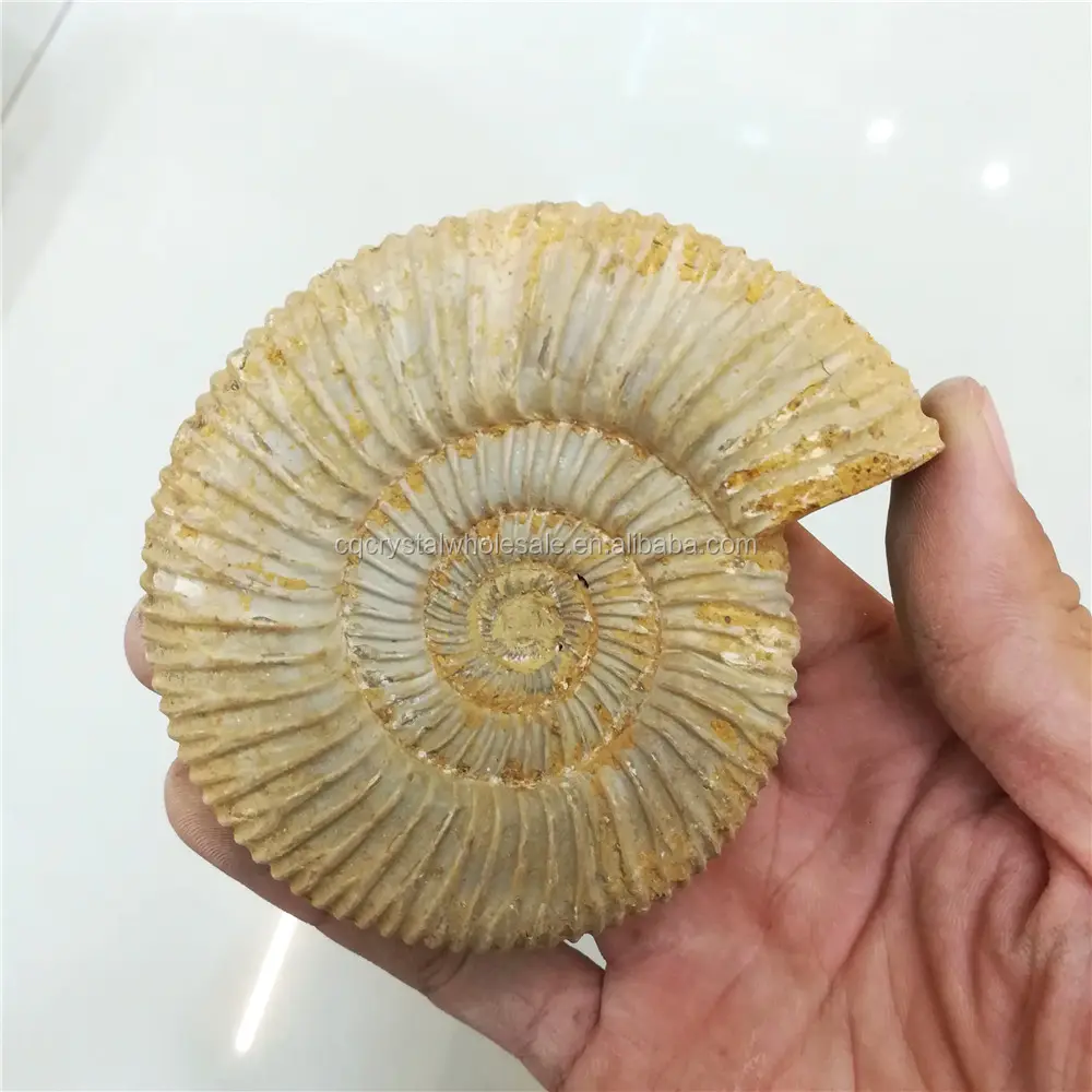 Precio de fósiles de Caracol natural, fósiles de amonita a la venta