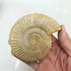 Prix des fossiles d'escargots naturels fossiles d'ammonite à vendre