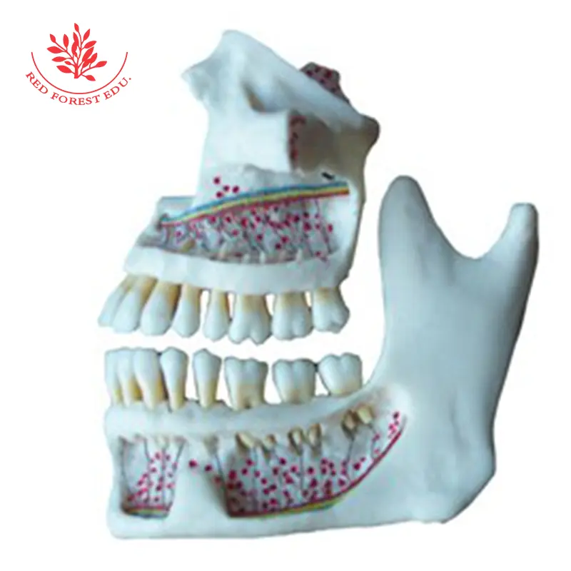 Dental mandíbula modelo dental modelo los dientes y la mandíbula modelo utilizado en simulador de instalación
