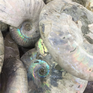 Bán Buôn Tự Nhiên Đầy Màu Sắc Ốc Xà Cừ Hóa Thạch Ammonite Hóa Thạch Cho Trang Trí Nội Thất - Product Image 6