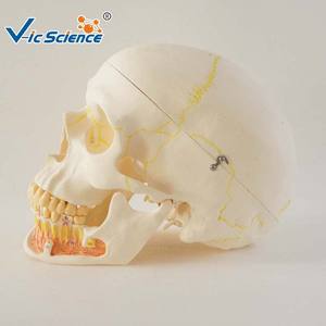 चिकित्सा संरचनात्मक खोपड़ी मॉडल के साथ चिकित्सकीय रूट तंत्रिका Mandibular ऊतक - Product Image 5