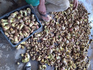Detan rey salvaje setas <span class=keywords><strong>boletus</strong></span> - Product Image 2