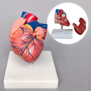 Modelo anatómico de corazón, modelo para agrandar la anatomía del corazón - Product Image 2