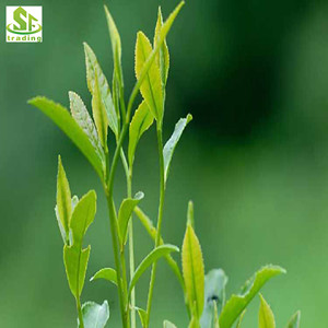 Longjing-té <span class=keywords><strong>verde</strong></span>, té <span class=keywords><strong>verde</strong></span> - Product Image 5