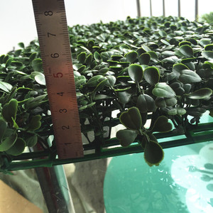 JS gran valor boj césped artificial para el jardín - Product Image 5