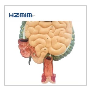 Human Biological Anatomical <strong>Digestive</strong> <strong>System</strong> <strong>Model</strong> - Product Image 3