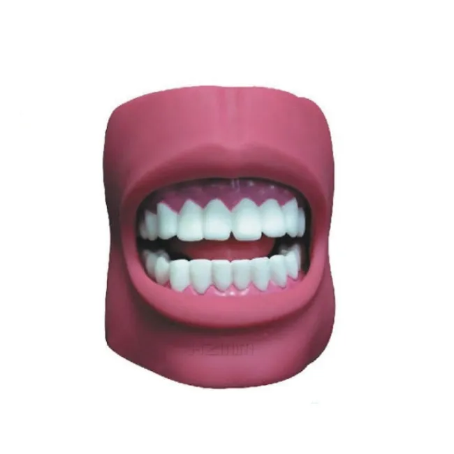 Natural Size Dental Model Teeth with Cheek