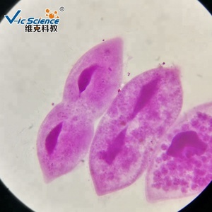 Lames préparées au microscope, fission Paramecium W.M. Ensemble de lames de microscope préparées en microscopie - Product Image 6