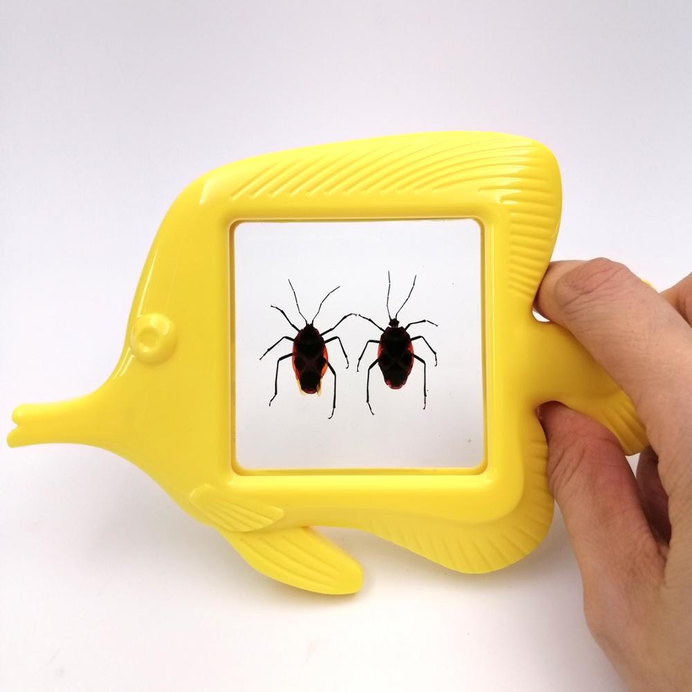 Hand Holder Specimens Viewer Magnifier Beetles in Resin Pre School Teaching Resources Outdoor Play Toys Fish Shape