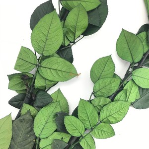 Grado di una migliore qualità naturale 70cm lunghezza conservato rosa per la realizzazione di vetro conservato cupola rosa - Product Image 4