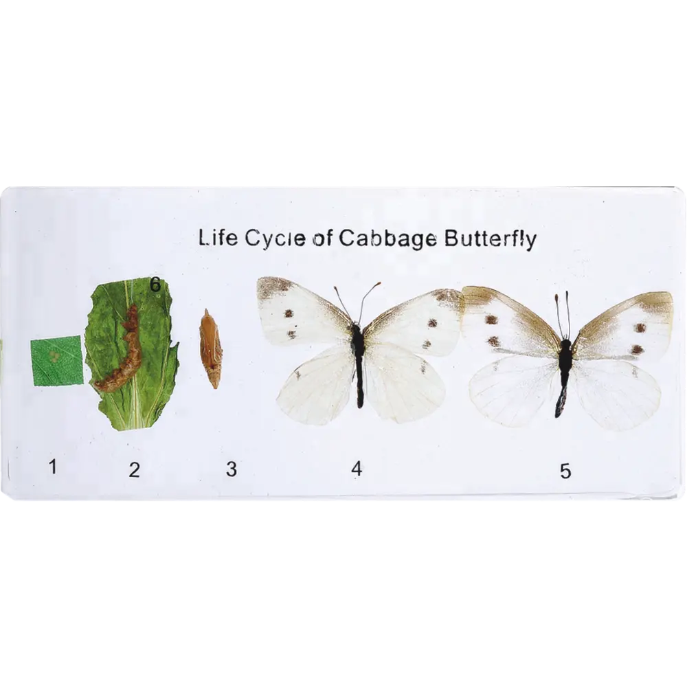 Life Cycle of Cabbage Butterfly Specimen for Teaching