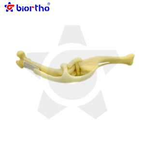 Instrumentos ortopédicos modelo de osso do filhote de cachorro - Product Image 3