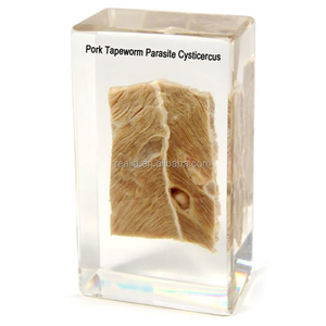Espécimen Biológico Preservado de Cistocercos, Parasito de Gusano del Cerdo - Product Image 1