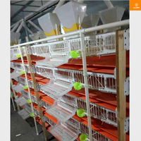 Cage à Cailles Automatique en Plastique Type H de Qualité Supérieure