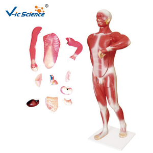 Modelo <span class=keywords><strong>de</strong></span> Disección <span class=keywords><strong>de</strong></span> los Músculos del Cuerpo Humano con Modelo <span class=keywords><strong>de</strong></span> Vísceras Adjunto, Disección <span class=keywords><strong>de</strong></span> los Músculos del Cuerpo, Modelo <span class=keywords><strong>de</strong></span> Vísceras, Modelo Educativo <span class=keywords><strong>de</strong></span> Ciencias Médicas - Product Image 2
