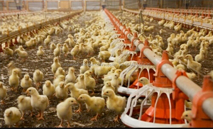 Utilizar equipos de <span class=keywords><strong>granja</strong></span> de aves de corral para <span class=keywords><strong>la</strong></span> venta de pollos de engorde <span class=keywords><strong>en</strong></span> sri lanka - Product Image 4