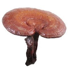 Pura esencia ganoderma lucidum pintura en polvo de esporas de hongo reishi concha rota lingzhi extracto polisacárido - Product Image 3