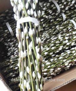 <span class=keywords><strong>Flor</strong></span> de corte fresco, 2018 Natural, alta calidad, venta al por mayor, gatito, sauce - Product Image 3