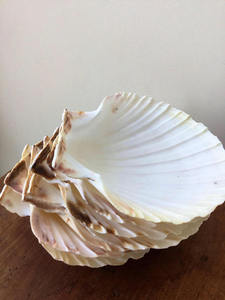 Decorazione variopinta del <span class=keywords><strong>mare</strong></span> dei magneti della decorazione domestica della spiaggia della conchiglia - Product Image 2