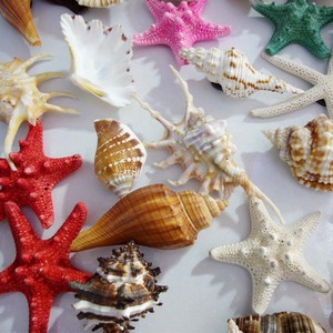 Magneti Assortiti con Conchiglie Naturali, Magneti per Frigorifero con Vere Conchiglie Marine - Product Image 3
