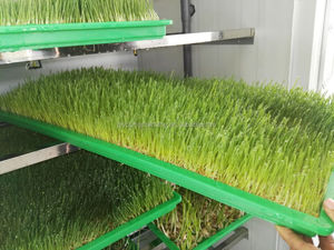 Máy Mầm Tỏi/Máy Gieo Hạt/Máy Gieo Hạt - Product Image 6