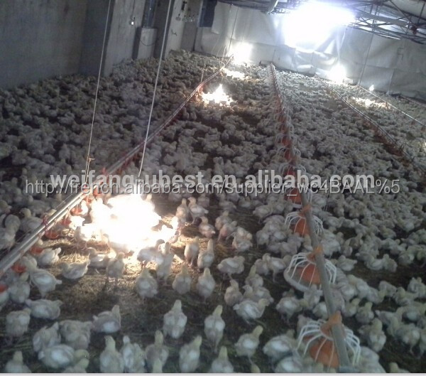 Auto Type de vis et poulet utilisation pan ligne d'alimentation pour poulets de chair