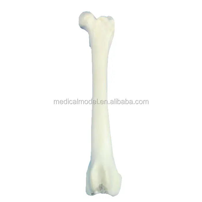 Femur Bones For Dogs,Surgery Training Bone