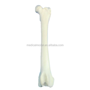 Xương đùi Bones Đối Chó, Phẫu Thuật Đào Tạo Xương - Product Image 1