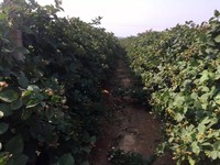 Bulk Pakket Export Standaard Export Standaard China Zwarte Bessen Iqf Bevroren Blackberry Vruchten