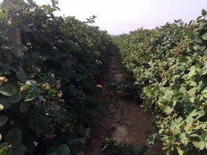 Số Lượng Lớn Gói Xuất Khẩu Tiêu Chuẩn Xuất Khẩu Trung Quốc Quả Mọng Đen IQF Trái Cây <span class=keywords><strong>Blackberry</strong></span> Đông Lạnh - Product Image 5