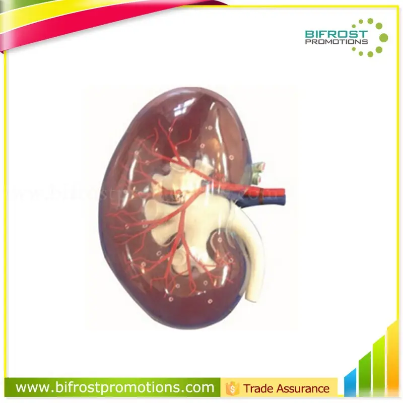 Vivid Human Body Anatomy Model Kidney With Artery