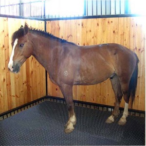 Tapis De Rampes Caoutchouc Pour Remorque Cheval - 155x175cm, Antidérapant, Protection Articulations