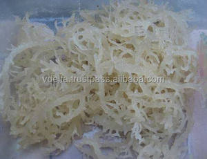 Algues naturelles blanches, pour extrait de carragenan/mousse séchée, 37g - Product Image 3