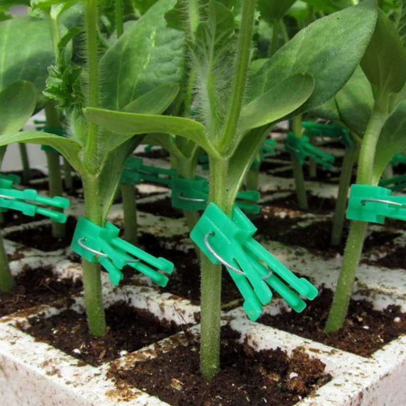 В наличии пластиковый пружинный помидоры в виде садовых овощей цветок томатный виноградных кустов растения прочные пластиковые зажимы для трансплантата