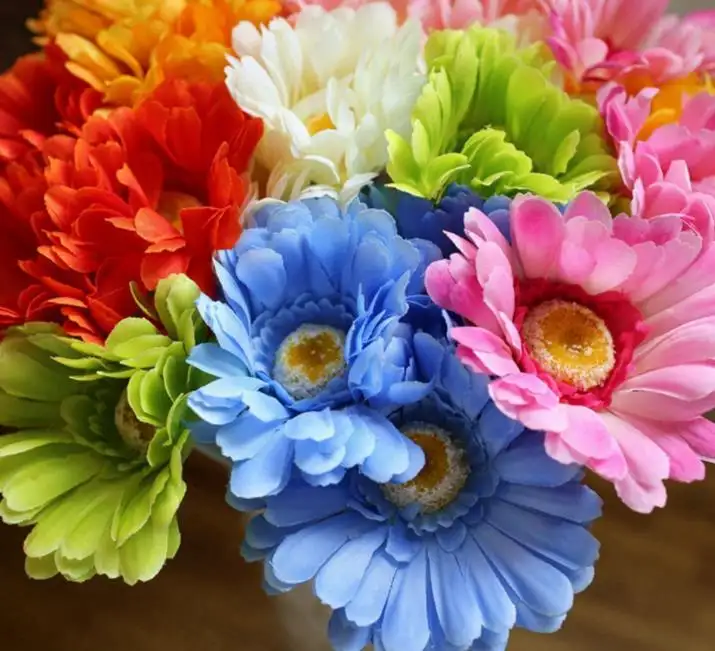 Encuentre el mejor fabricante de gerbera azul y gerbera azul para el  mercado de hablantes de spanish en alibaba.com