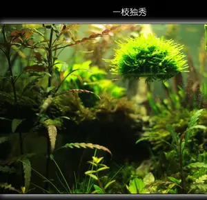 Decorations Aquarium Marimo Moss Ball Live Plants Filter For Java