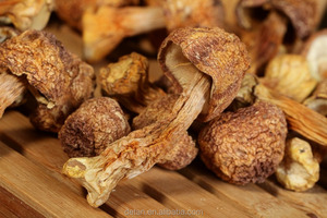 Detan secas <span class=keywords><strong>Agaricus</strong></span> blazei para compradores de setas - Product Image 5