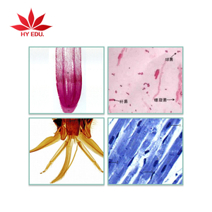 Diapositiva de ciencia básica, muestras biológicas, rebanada de 50 piezas permanentes de células, juego de portaobjetos de microscopio, juego de diapositivas de <span class=keywords><strong>meiosis</strong></span> de biología celular - Product Image 3