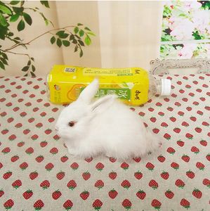 <span class=keywords><strong>Peluche</strong></span> di Coniglio Giapponese con Gambe Lunghe e Orecchie Grandi - Product Image 2