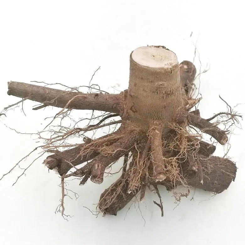 Trung quốc cây paulownia 99% survive roots để bán