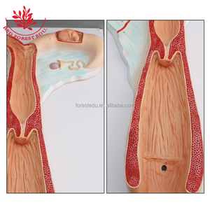 Escritório e Material Escolar Ovelha Útero Modelo Anatômico - Product Image 2