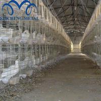 Cage de caille automatique à caille en pvc, 6 niveaux, usine de haute qualité, livraison gratuite