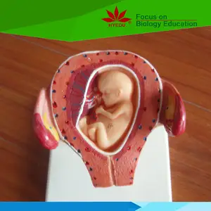 Modelo <span class=keywords><strong>de</strong></span> <span class=keywords><strong>embarazo</strong></span> para bebés, estudiantes <span class=keywords><strong>de</strong></span> medicina <span class=keywords><strong>de</strong></span> alta calidad, <span class=keywords><strong>12</strong></span> <span class=keywords><strong>semanas</strong></span> - Product Image 1