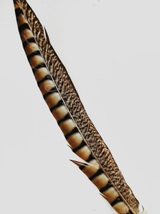 Plumas <span class=keywords><strong>de</strong></span> faisán al por mayor, señora, faisán Amherst a la <span class=keywords><strong>venta</strong></span> - Product Image 2