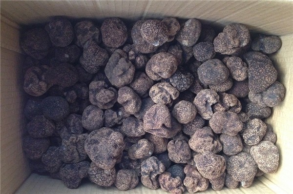 Detan Forêt Périgord Truffe