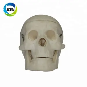 IN-102 PVC 인간의 미니어처 플라스틱 Skull mini skull model 대 한 medical training