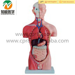 Modelo de torso masculino anatómico de cuerpo humano con órgano, modelo de torso - Product Image 2