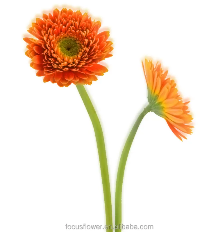 High Quality dubai fresh flower importers gerbera plants sale india for wedding