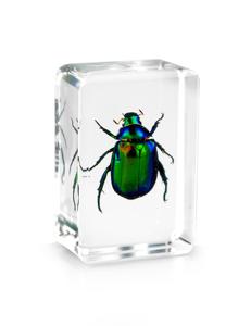 Colorido escarabajo resina ámbar educativo incrustado insecto espécimen resina decoración espécimen biológico - Product Image 4