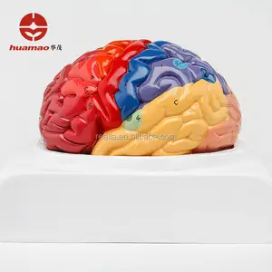 Human Brain Model With Functional Region Painted Colored